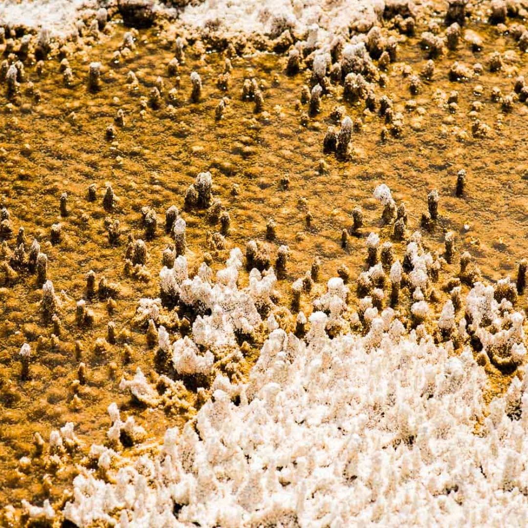 Vu de procheYellowstone National Park // Wyoming
