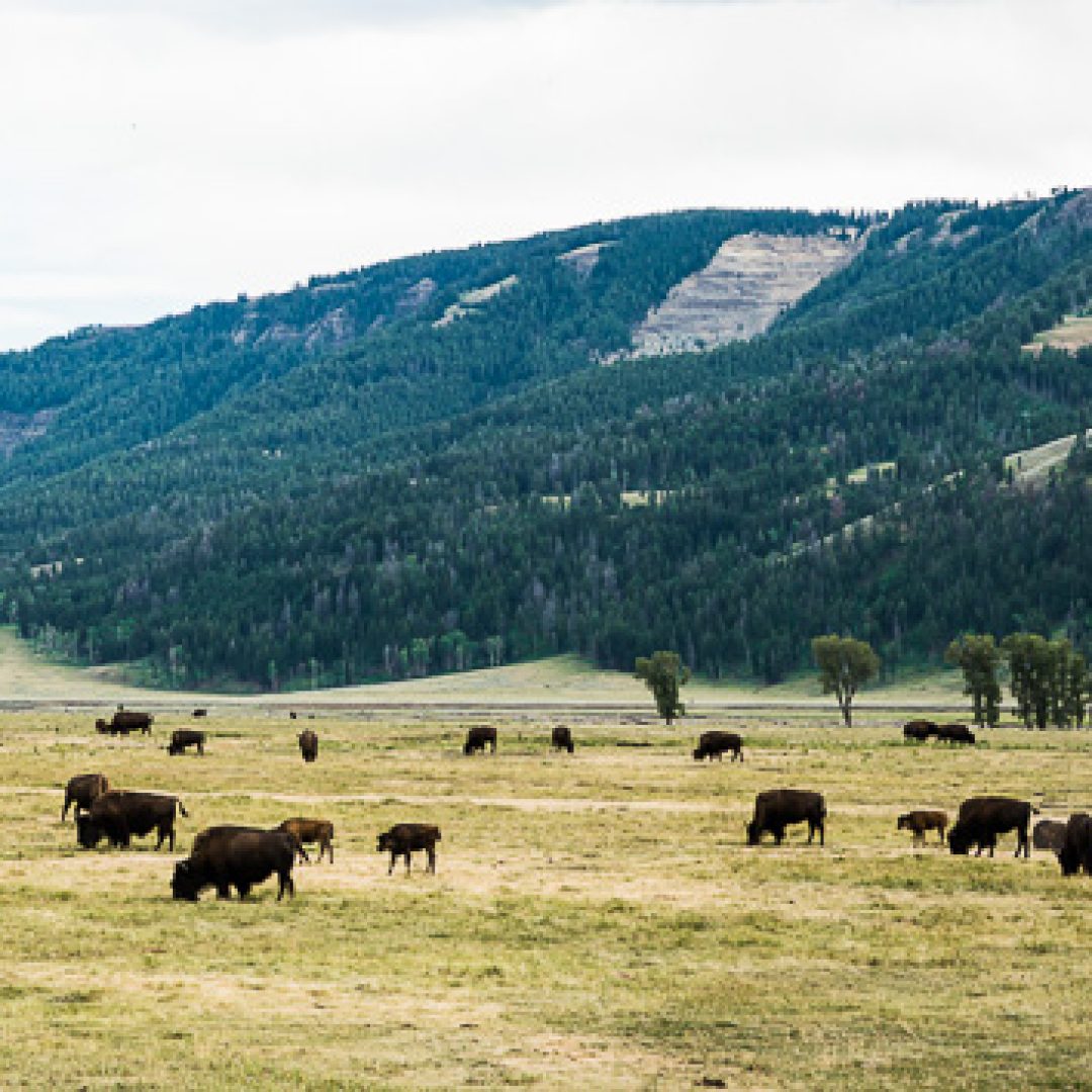 Là où les bisons sont rois Yellowstone National Park // Wyoming