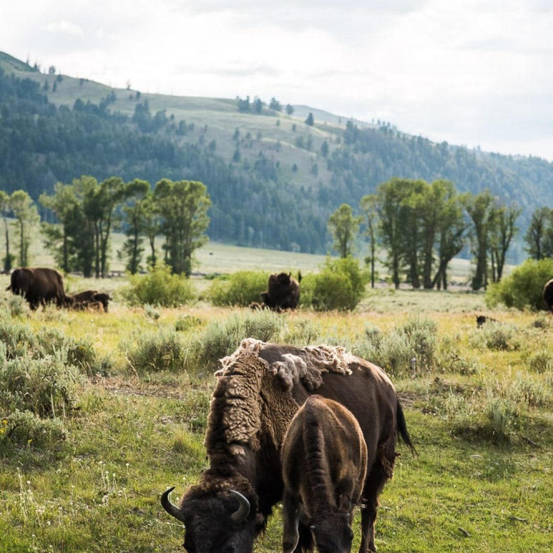 Là où les bisons sont rois Yellowstone National Park // Wyoming