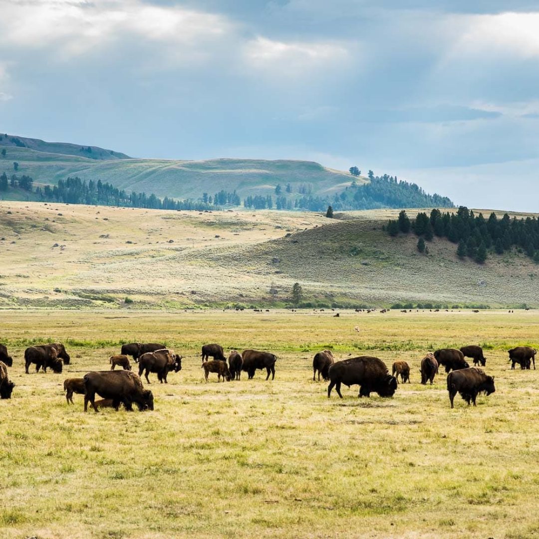 Là où les bisons sont rois Yellowstone National Park // Wyoming