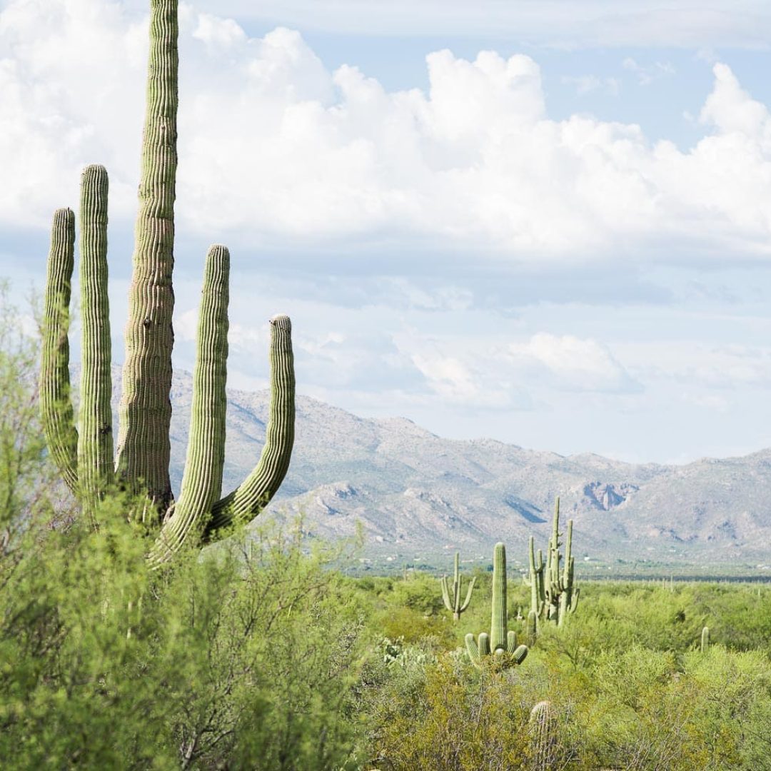 Saguaro National Park // Arizona