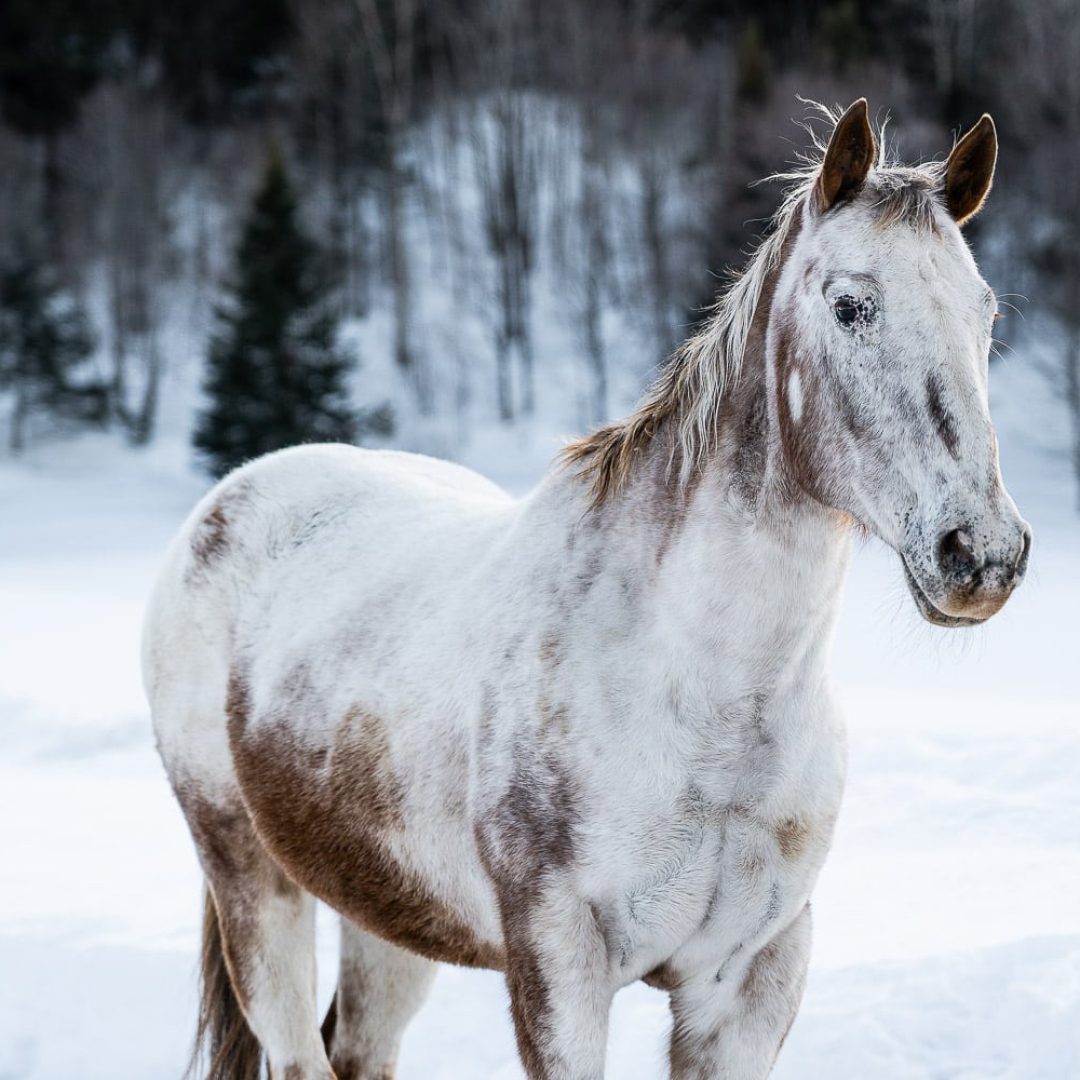 photographie animalière