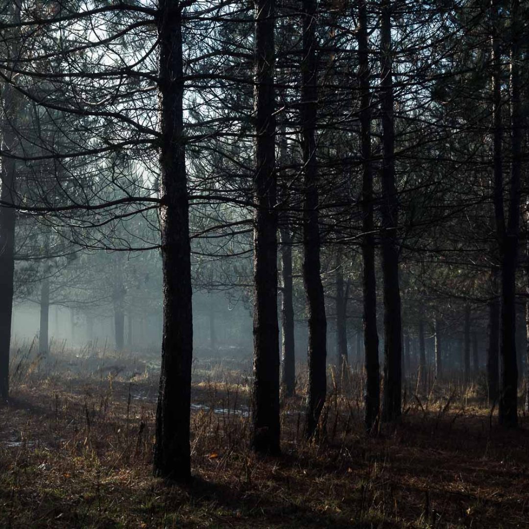 Un matin de brume...