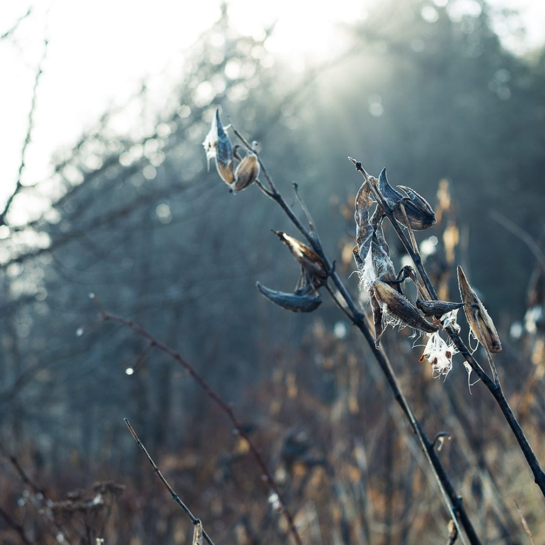 Un matin de brume...